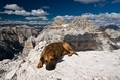 Se psem na vrchol dolomitské třítisícovky